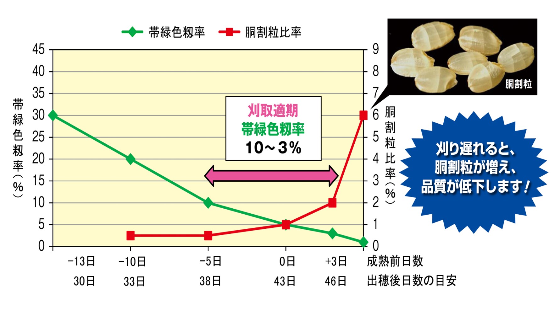 帯縁色　胴割粒